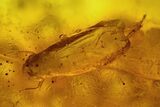 Two Fossil Cicada Larvae (Auchenorrhyncha) In Baltic Amber #142208-1